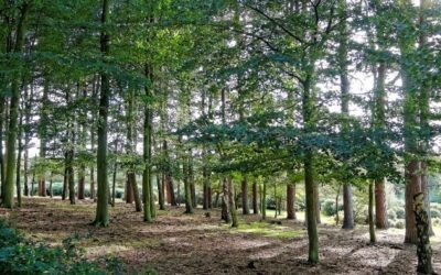 Sutton Park: The Beating Heart of Sutton Coldfield