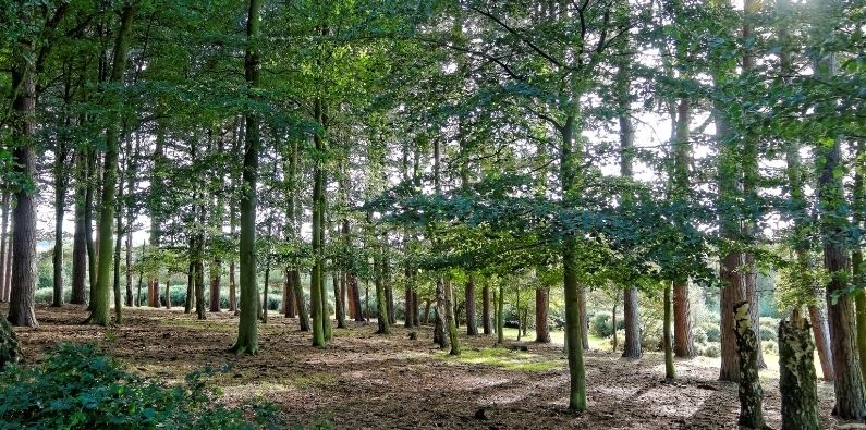 Sutton Park, Royal Town of Sutton Coldfield beautiful green trees in sutton park