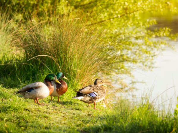 plantsbrook nature reserve in sutton coldfield